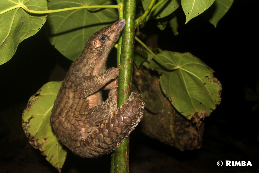 Sunda Pangolin