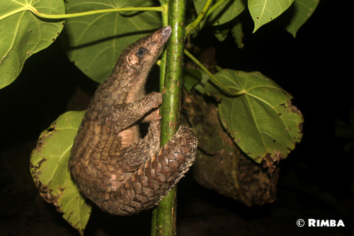 Sunda pangolin