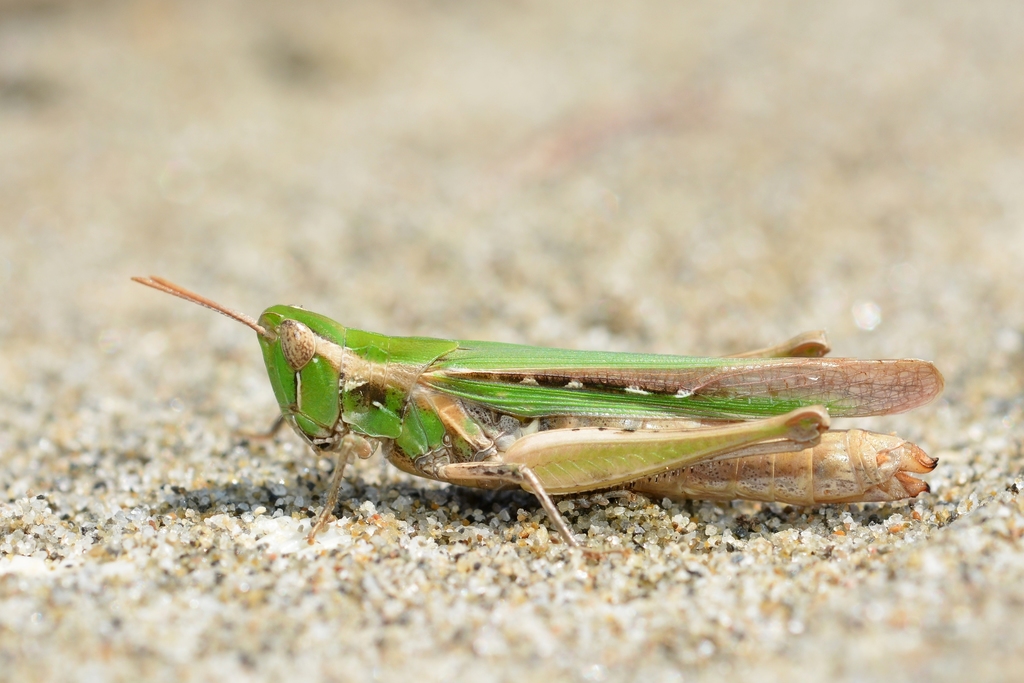 Calephorus compressicornis