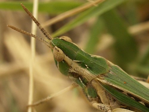 Calephorus compressicornis