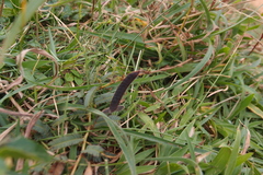 Chamaecrista garambiensis