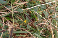 Chamaecrista garambiensis