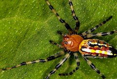 Alpaida grayi
