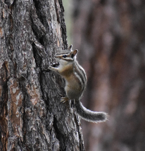 iNaturalist observation photo of Long-eared Chipmunk