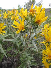 Berkheya dumicola