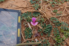 Tephrosia obovata