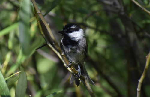 iNaturalist observation photo of Mountain Chickadee