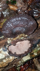 Nigroporus vinosus