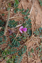 Tephrosia obovata