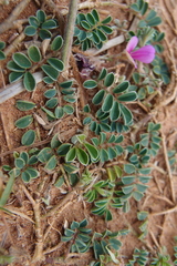 Tephrosia obovata