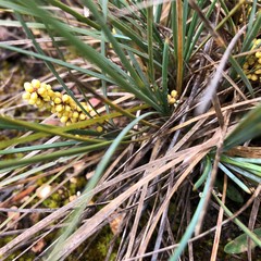 Lomandra collina