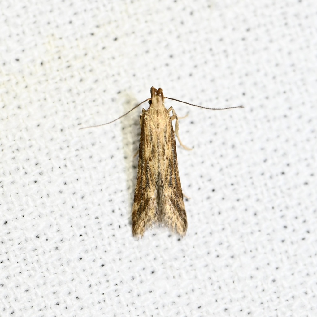 Burdock Seedhead Moth