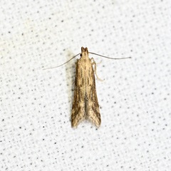 Burdock Seedhead Moth
