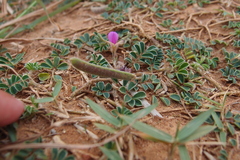 Tephrosia obovata