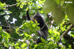 Trachypithecus cristatus cristatus
