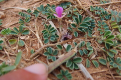 Tephrosia obovata