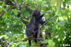 Trachypithecus cristatus cristatus