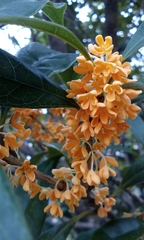 Osmanthus fragrans aurantiacus