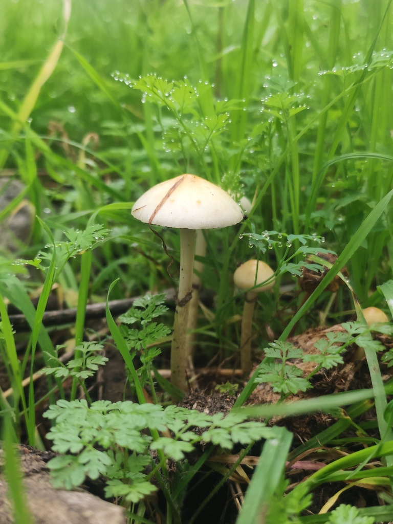 Protostropharia semiglobata · July 2025 · photo: © nicolas_joak (iNaturalist, cc0)