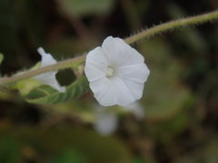 Ipomoea biflora