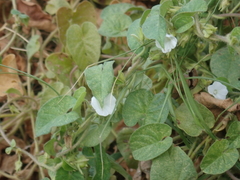 Ipomoea biflora