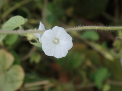 Ipomoea biflora