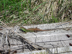 Lacerta agilis