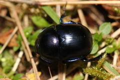 Trypocopris vernalis