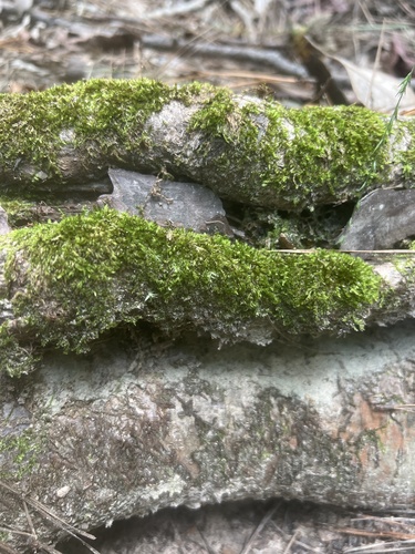 Sematophyllum adnatum observed 2025-07-24