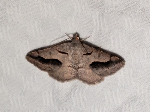 Vermilion Granite Moth photo 5