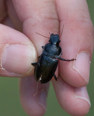 Harpalus caliginosus
