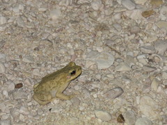 Duttaphrynus dhufarensis