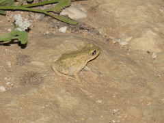 Duttaphrynus dhufarensis