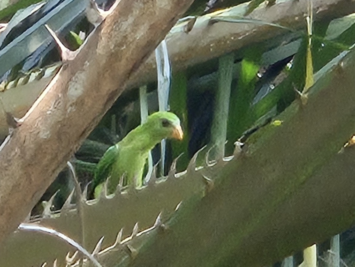 Blue-crowned Hanging Parrot