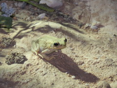 Duttaphrynus dhufarensis
