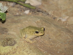Duttaphrynus dhufarensis