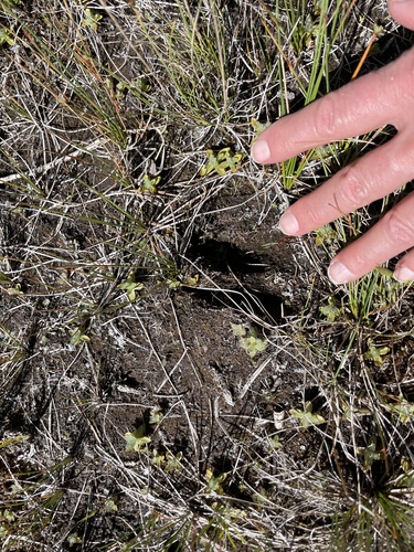 iNaturalist observation photo of Mule Deer