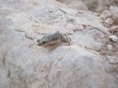 Duttaphrynus dhufarensis