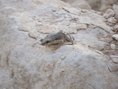 Duttaphrynus dhufarensis