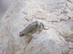 Duttaphrynus dhufarensis
