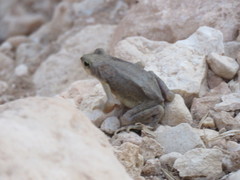Duttaphrynus dhufarensis