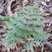 Lastreopsis decomposita - Photo (c) Jeff Lynne, μερικά δικαιώματα διατηρούνται (CC BY-NC), uploaded by Jeff Lynne