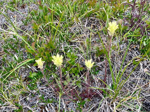 Northern Paintbrush (Castilleja hyperborea)