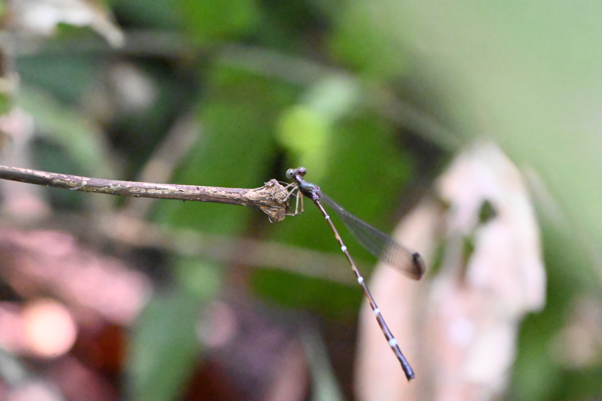 Indo-Chinese Blue Reedtail