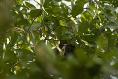 Arctogalidia trivirgata