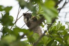 Arctogalidia trivirgata