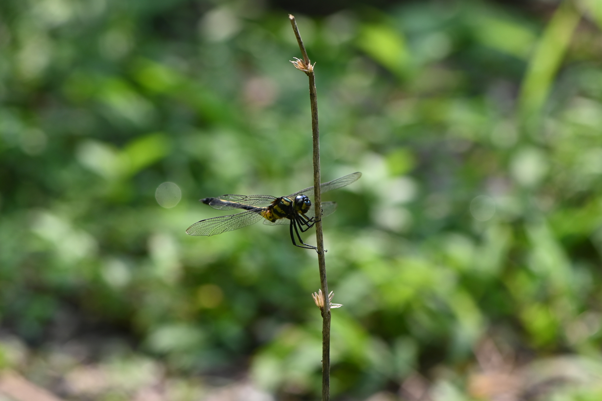 Emerald Cascader