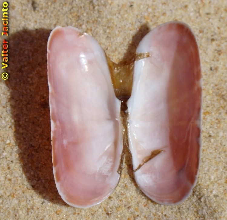 Short Razor Clams