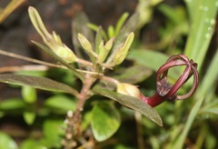 Ceropegia jainii