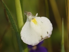 Utricularia arcuata